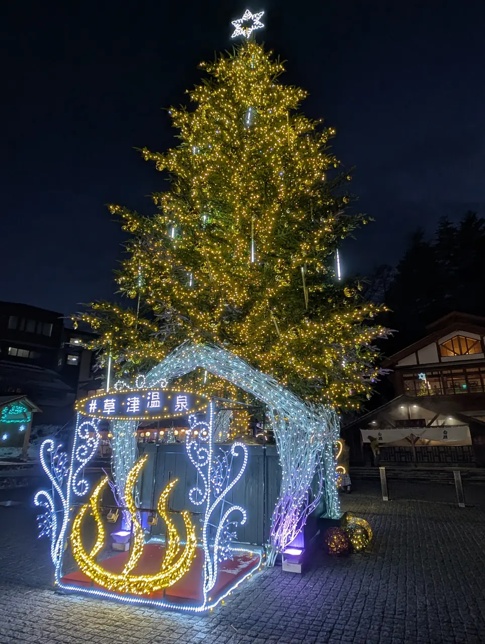 草津の木